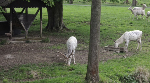 White deers in game preserve Zleby