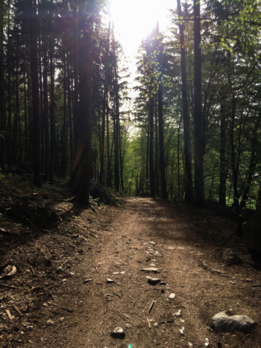 Forests are ideal for a walk