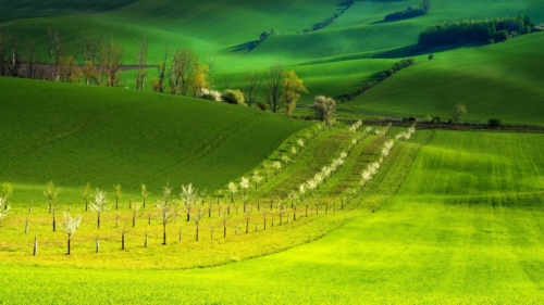 Beautiful fields in Moravia region